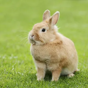 Dwarf rabbit (Oryctolagus cuniculus forma domestica) in a meadow