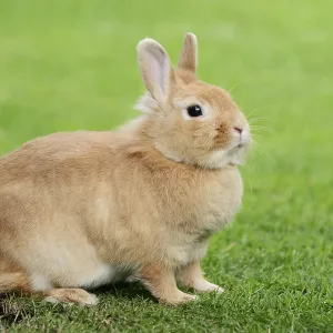 Dwarf rabbit (Oryctolagus cuniculus forma domestica) in a meadow