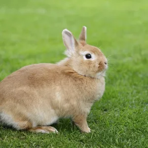 Dwarf rabbit (Oryctolagus cuniculus forma domestica) in a meadow