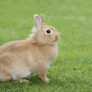 Dwarf rabbit (Oryctolagus cuniculus forma domestica) in a meadow