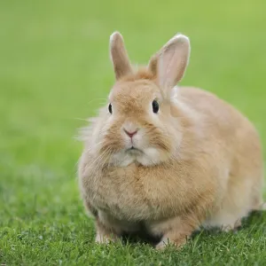 Dwarf rabbit (Oryctolagus cuniculus forma domestica) in a meadow