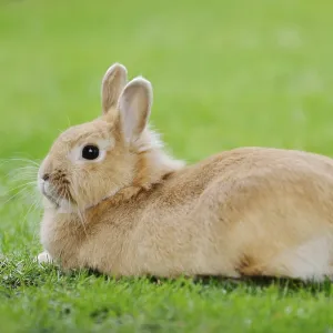 Dwarf rabbit (Oryctolagus cuniculus forma domestica) in a meadow
