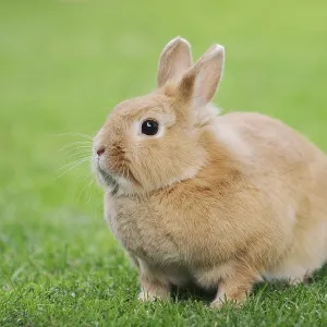 Dwarf rabbit (Oryctolagus cuniculus forma domestica) in a meadow