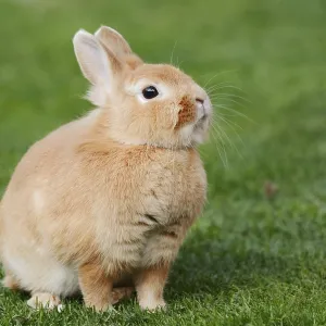 Dwarf rabbit (Oryctolagus cuniculus forma domestica) in a meadow