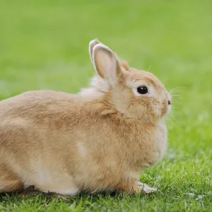Dwarf rabbit (Oryctolagus cuniculus forma domestica) in a meadow