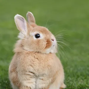 Dwarf rabbit (Oryctolagus cuniculus forma domestica) in a meadow