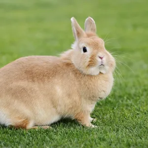 Dwarf rabbit (Oryctolagus cuniculus forma domestica) in a meadow