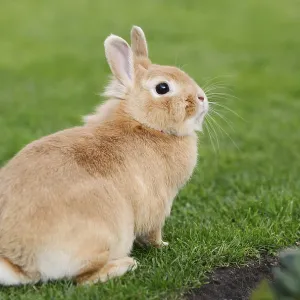 Dwarf rabbit (Oryctolagus cuniculus forma domestica) in a meadow