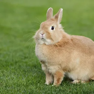 Dwarf rabbit (Oryctolagus cuniculus forma domestica) in a meadow