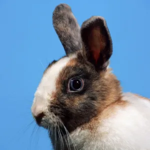 Dwarf rabbits, domestic rabbits