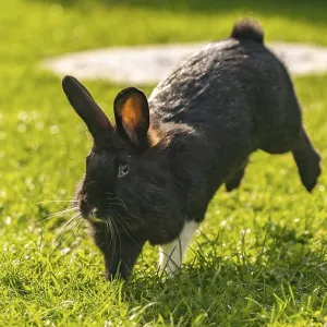 Dynamic shot of a black and white Lionhead rabbit mid-jump or leap across a bright