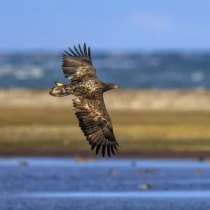 An eagle flies over a coastal region near the sea An eagle flies over a coastal region near the sea