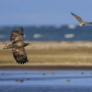 Eagle flies along the coastline next to another bird Eagle flies along the coastline next to another bird