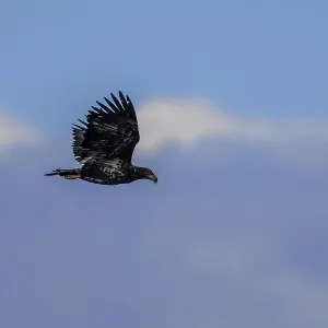 An eagle flies majestically against a blue sky An eagle flies majestically against a blue sky