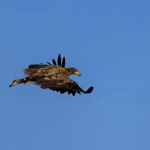 An eagle flies majestically in a clear blue sky An eagle flies majestically in a clear blue sky