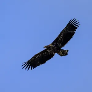 An eagle flies majestically high in the blue sky