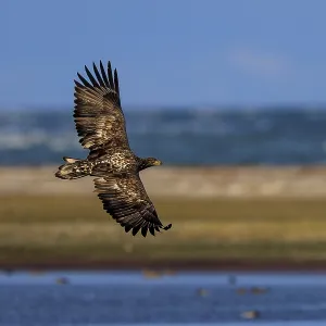 Eagle flying along a coastline against a blue sky Eagle flying along a coastline against a blue sky