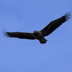 An eagle flying with wide wings against a blue sky