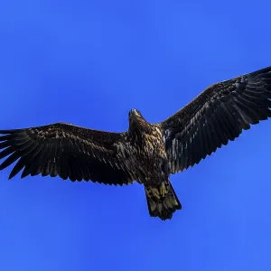 An eagle hovers in a clear sky with outstretched wings