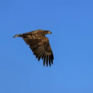 An eagle sails elegantly through the air with spread wings An eagle sails elegantly through the air with spread wings