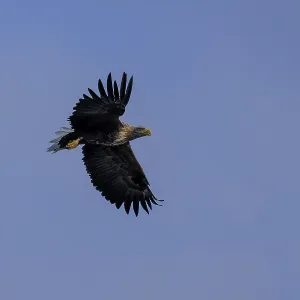 An eagle soars freely in the sky with wide open wings An eagle soars freely in the sky with wide open wings