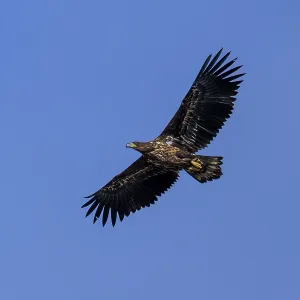An eagle spreading its wings under the blue sky