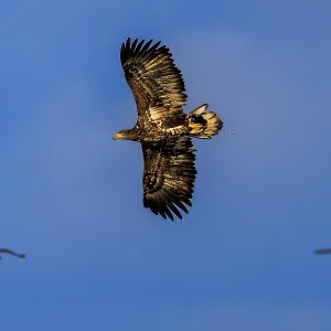 An eagle is surrounded by other birds in free flight An eagle is surrounded by other birds in free flight