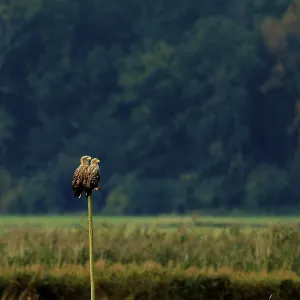 Two eagles sit side by side on a pole in a natural environment Two eagles sit side by side on a pole in a natural environment