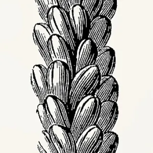 Ear of wheat. Antique stylized illustration
