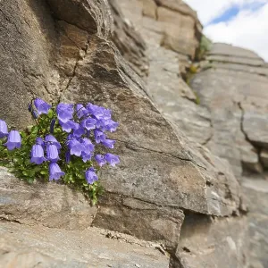 Earleaf bellflower (Campanula cochleariifolia) blooming in the mountains at Hochalpenstrasse Earleaf bellflower (Campanula cochleariifolia) blooming in the mountains at Hochalpenstrasse
