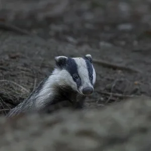 In the early evening the badger (Meles meles) leaves the den