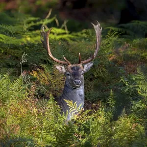 In the early evening, the fallow deer (Dama dama) leaves its daytime hide and moves to a grazing area