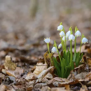 Early-flowering spring geophytes in a beech forest Early-flowering spring geophytes in a beech forest