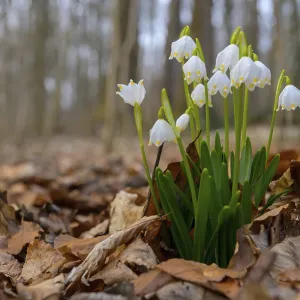 Early-flowering spring geophytes in a beech forest Early-flowering spring geophytes in a beech forest