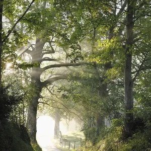 Early morning, beech-lined alley in Gasse near Gmund on Tegersee Lake