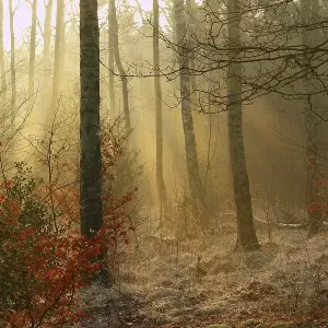 Early morning in a birch tree wood Early morning in a birch tree wood