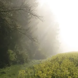Early morning in spring. The sun is shining through the fog between the forest and a rape field