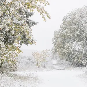 Early onset of winter, deciduous trees with autumn colours in snow