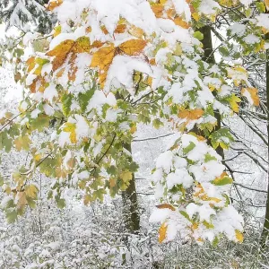 Early onset of winter, maples (Acer sp)