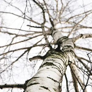 Early spring in a birch forest