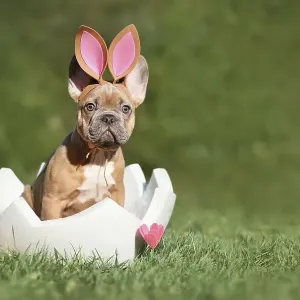 Easter dog. French Bulldog puppy sitting in egg shell on grass with copy space Easter dog. French Bulldog puppy sitting in egg shell on grass with copy space