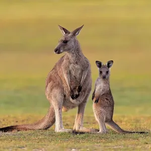 Eastern giant grey kangaroo (Macropus giganteus)