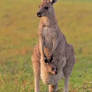 Eastern giant grey kangaroo (Macropus giganteus)