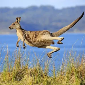 Eastern grey kangaroo (Macropus giganteus)