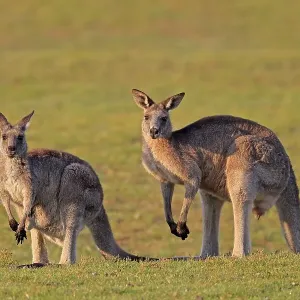 Eastern grey kangaroo (Macropus giganteus)