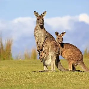 Eastern grey kangaroos (Macropus giganteus)