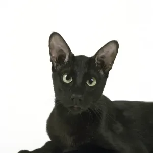 Ebony oriental cat against white background