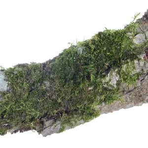 Ecosystem on a piece of pine bark concept