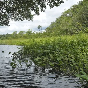 Ecuador, Rio Napo, Yasuni NP