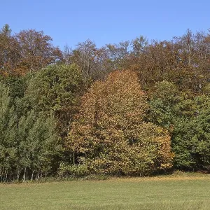 Edge of forest in autumn Edge of forest in autumn
